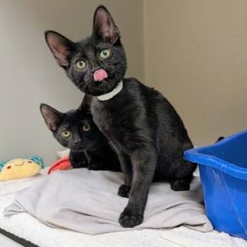 Vole -  Domestic Short Hair Cat for Adoption in Richmond, Virginia - Vole | PetCurious