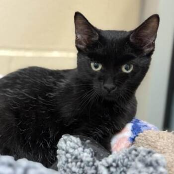 Ricardo -  Domestic Short Hair Cat for Adoption in Columbia, Illinois - Ricardo | PetCurious