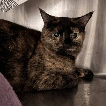 Blossom -  Domestic Short Hair Cat for Adoption in Murray, Utah - Blossom | PetCurious