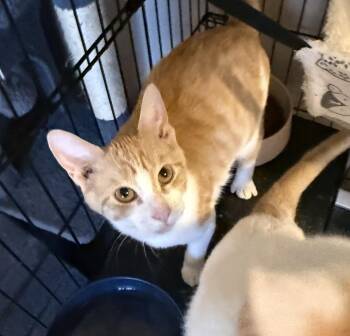 Flamenco G. -  Domestic Short Hair Cat for Adoption in West Peoria, Illinois - Flamenco G. | PetCurious
