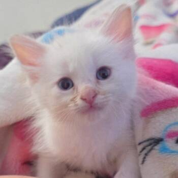 Sofia -  Siamese and Domestic Short Hair Cat for Adoption in Calimesa, California - Sofia | PetCurious
