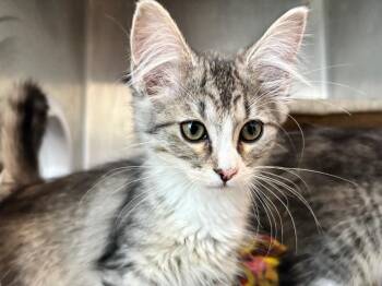 Clairee / Truvy -  Cornish Rex Cat for Adoption in Powell, Ohio - Clairee / Truvy | PetCurious