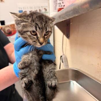 Lennie -  Domestic Short Hair Cat for Adoption in Birmingham, Alabama - Lennie | PetCurious