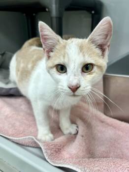 Rescue Domestic Short Hair Cats for Adoption in Webster, Wisconsin - Pipsqueak | PetCurious