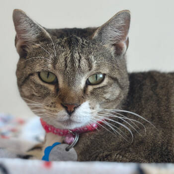 Rescue Domestic Short Hair Cats for Adoption in Port Washington, New York - Lamu | PetCurious