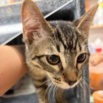 Domestic Short Hair Cats Available for Adoption in Lake Jackson, Texas - Dynamo | PetCurious