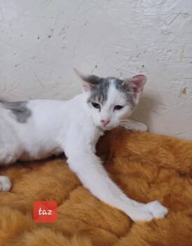 Taz -  Domestic Short Hair Cat for Adoption in Walworth, Wisconsin - Taz | PetCurious