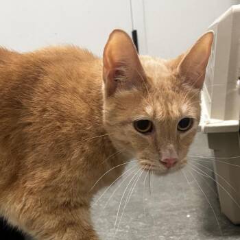 Latte -  Domestic Short Hair Cat for Adoption in Bentonville, Arkansas - Latte | PetCurious