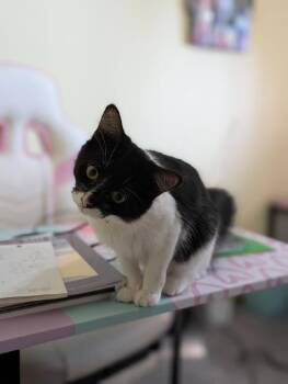 Rescue Domestic Medium Hair Cats for Adoption in Vancouver, Washington - Chrissy | PetCurious
