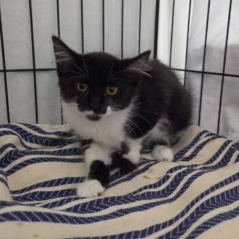 Caddy -  Domestic Long Hair Cat for Adoption in Normal, Illinois - Caddy | PetCurious