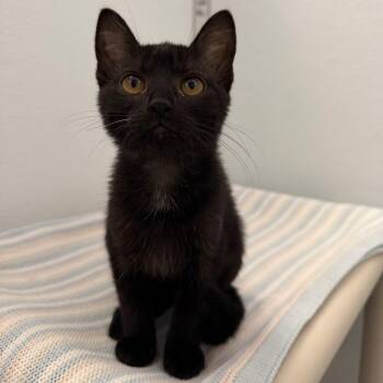 Stitch -  Domestic Short Hair Cat for Adoption in Ojai, California - Stitch | PetCurious