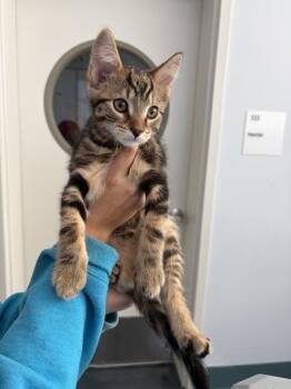 Azurite -  Domestic Short Hair Cat for Adoption - Azurite | PetCurious