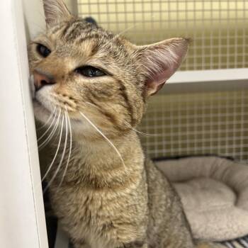 Domestic Short Hair Cats Available for Adoption in Cumming, Georgia - Chewie | PetCurious