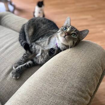 Hermonie -  Tabby Cat for Adoption in Poplarville, Mississippi - Hermonie | PetCurious