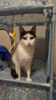 Rescue Domestic Short Hair Cats for Adoption in Pardeeville, Wisconsin - Parade (FeLV+) | PetCurious