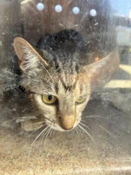 EFFEN 3 -  Domestic Short Hair Cat for Adoption in Rancho Cucamonga, California - EFFEN 3 | PetCurious