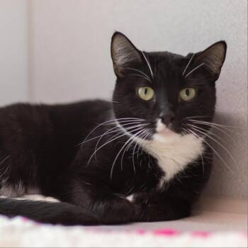 Rescue Domestic Short Hair Cats for Adoption in Hailey, Idaho - Shelby | PetCurious