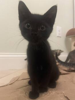 Marion (new) -  Domestic Short Hair Cat for Adoption in Zephyrhills, Florida - Marion (new) | PetCurious
