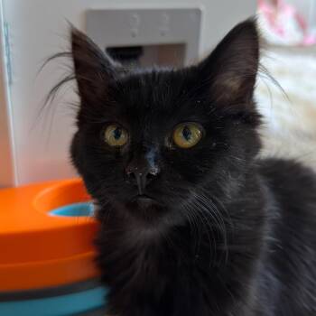 Millie -  Domestic Long Hair Cat for Adoption in Newberg, Oregon - Millie | PetCurious
