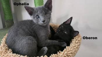 Ophelia -  Domestic Short Hair Cat for Adoption in Rockville, Maryland - Ophelia | PetCurious