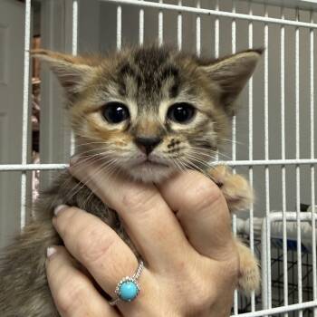 Tabby Cats Available for Adoption in Columbia, South Carolina - Fettuccine Alfredo And Bolognese (Bonded) | PetCurious