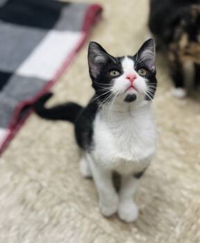 Rescue Domestic Short Hair Cats for Adoption in Atlantic City, New Jersey - Willow | PetCurious