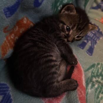 Apollo -  Domestic Short Hair Cat for Adoption in Debary, Florida - Apollo | PetCurious