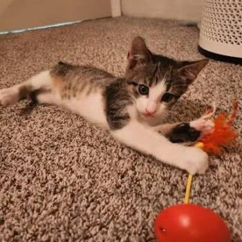 Jackie -  Domestic Short Hair Cat for Adoption in Edwardsville, Illinois - Jackie | PetCurious