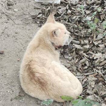 Domestic Short Hair Cats Available for Adoption - MICCAH | PetCurious