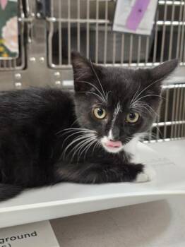 Jana -  Domestic Short Hair Cat Available for Adoption in Vancouver, Washington - Jana | PetCurious