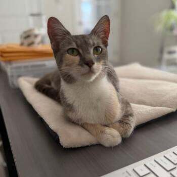 Awkward Moment -  Domestic Short Hair Cat for Adoption in Fredericksburg, Virginia - Awkward Moment | PetCurious