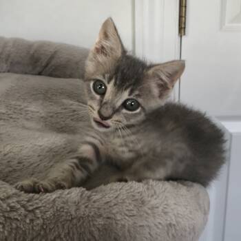 Rescue Domestic Short Hair Cats for Adoption in Bel Air, Maryland - Titan | PetCurious