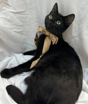 Rescue Domestic Short Hair Cats for Adoption in Margate, Florida - MANIE | PetCurious