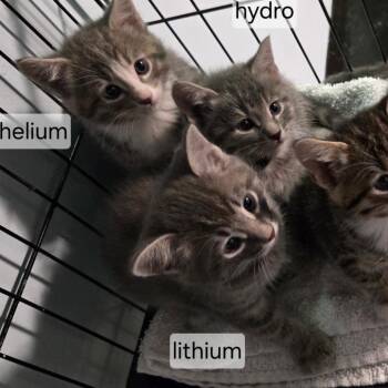 Domestic Short Hair Cats Available for Adoption - Helium | PetCurious