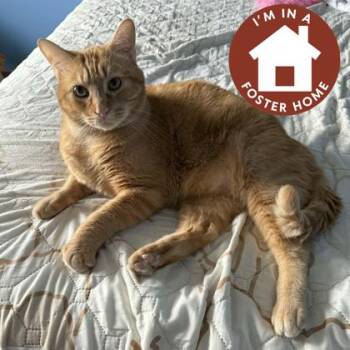 Bougie -  Domestic Short Hair Cat Available for Adoption in Janesville, Wisconsin - Bougie | PetCurious