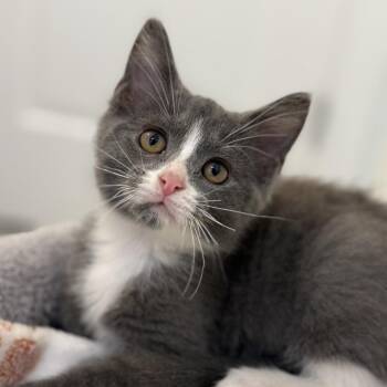 Blanket -  Domestic Short Hair Cat for Adoption in La Grange, Kentucky - Blanket | PetCurious