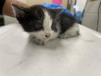 Domestic Short Hair Cats Available for Adoption in Chula Vista, California - A271463 | PetCurious