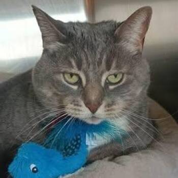 ANNABELLE -  Domestic Short Hair Cat Available for Adoption in Wolcott, Vermont - ANNABELLE | PetCurious