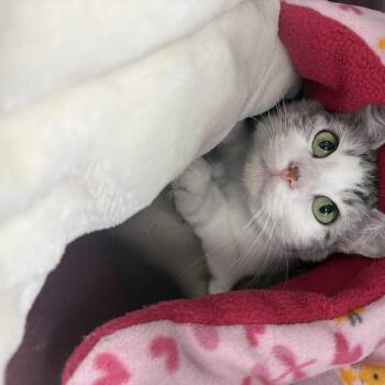 Shera -  Domestic Short Hair Cat for Adoption in Saint Charles, Missouri - Shera | PetCurious