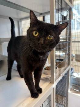 Cleveland -  Domestic Short Hair Cat for Adoption in New Milford, Connecticut - Cleveland | PetCurious