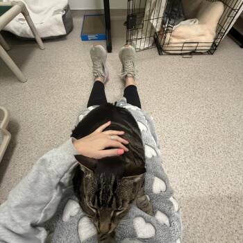 Domestic Short Hair Cats Available for Adoption - Johnny | PetCurious