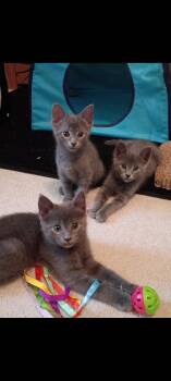 Glowie -  Domestic Short Hair Cat for Adoption in Walled Lake, Michigan - Glowie | PetCurious