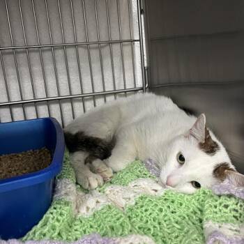 Domestic Long Hair Cats Available for Adoption - Diego | PetCurious