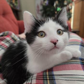 Domestic Short Hair Cats Available for Adoption - Flurry | PetCurious