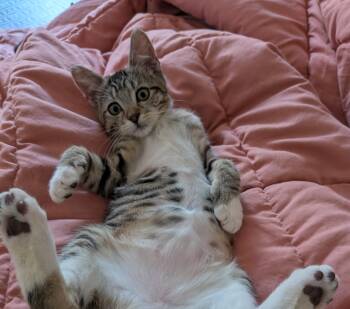 Broderick -  Domestic Short Hair Cat for Adoption in Seattle, Washington - Broderick | PetCurious