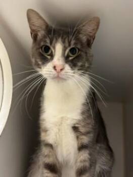 Oliver -  Domestic Short Hair Cat for Adoption in Gainesville, Florida - Oliver | PetCurious