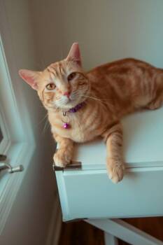 Domestic Short Hair Cats Available for Adoption in Jersey City, New Jersey - Nacho | PetCurious