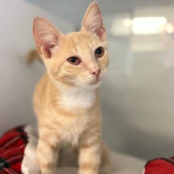 Wally -  Domestic Short Hair Cat for Adoption in Ridgely, Maryland - Wally | PetCurious