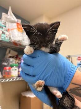 DOBS -  Domestic Short Hair Cat for Adoption in Riverside, California - DOBS | PetCurious