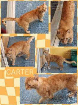CARTER -  Domestic Short Hair Cat Available for Adoption in Kenansville, North Carolina - CARTER | PetCurious